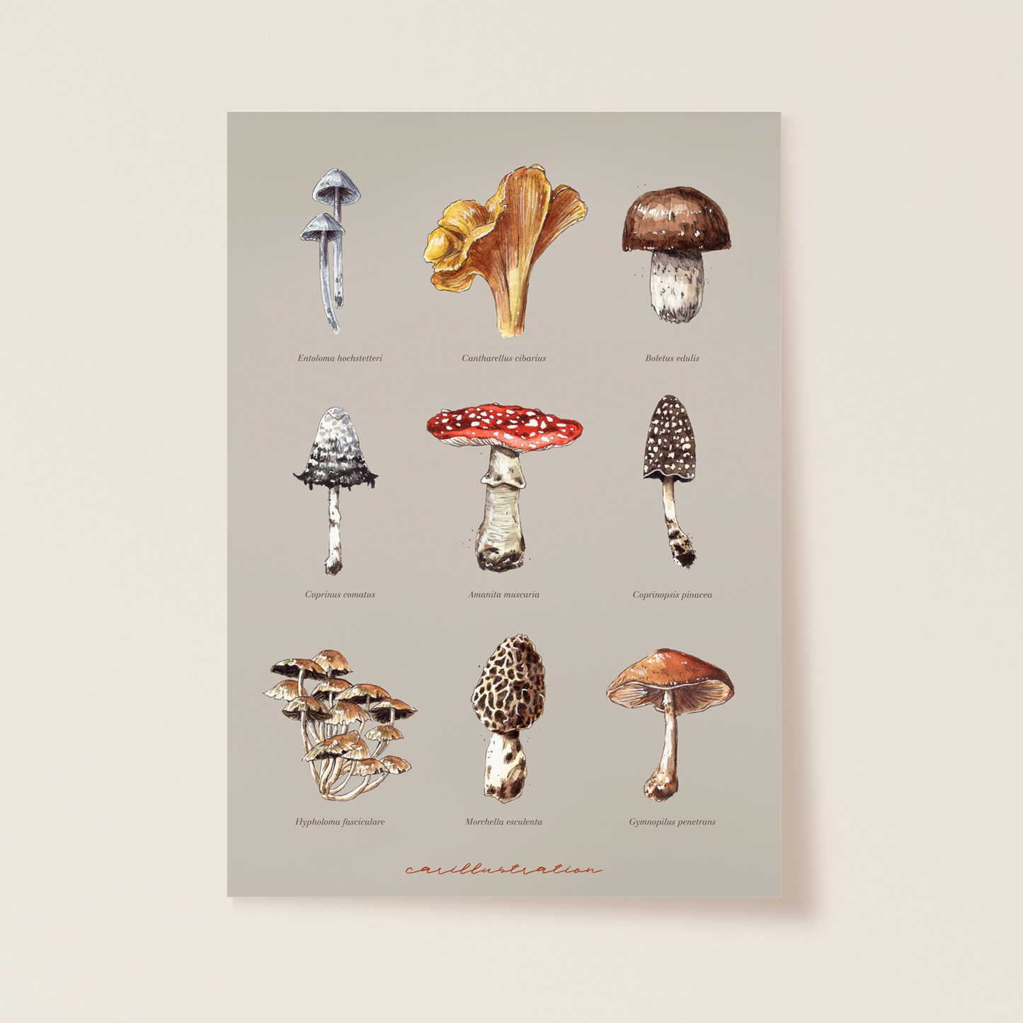 Print "Mushroom Studio"