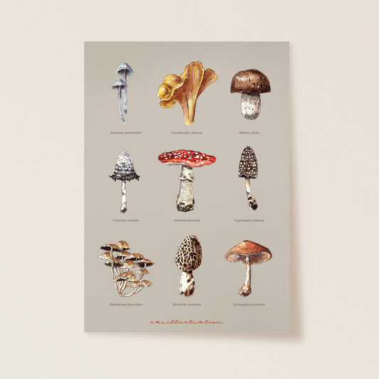 Print "Mushroom Studio"